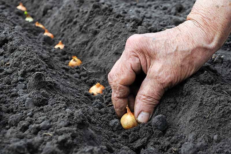 How to Overwinter Onions Planted in the Fall