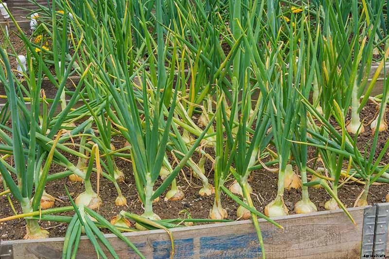 How to Overwinter Onions Planted in the Fall