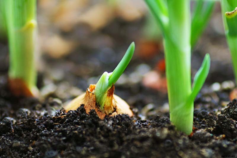 How to Overwinter Onions Planted in the Fall