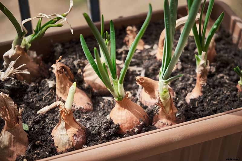 How to Overwinter Onions Planted in the Fall