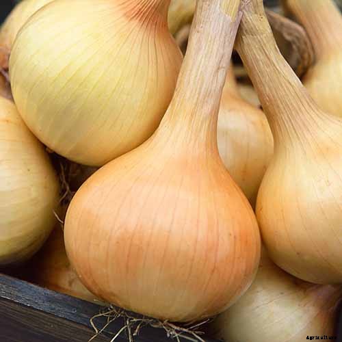 How to Overwinter Onions Planted in the Fall
