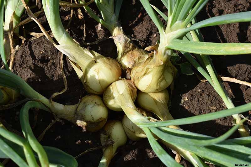 How to Overwinter Onions Planted in the Fall