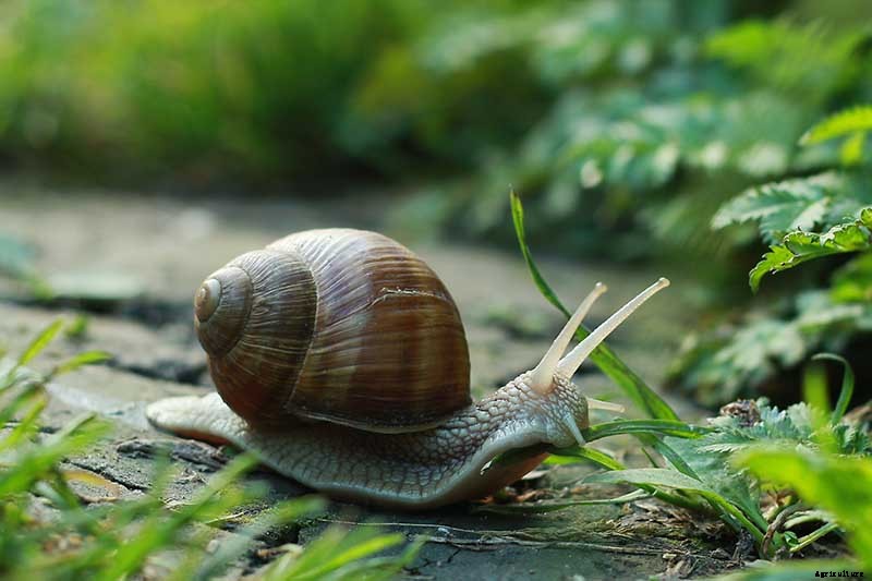 How to Overwinter Onions Planted in the Fall