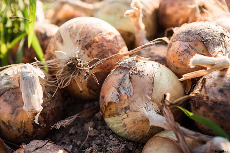 How to Overwinter Onions Planted in the Fall