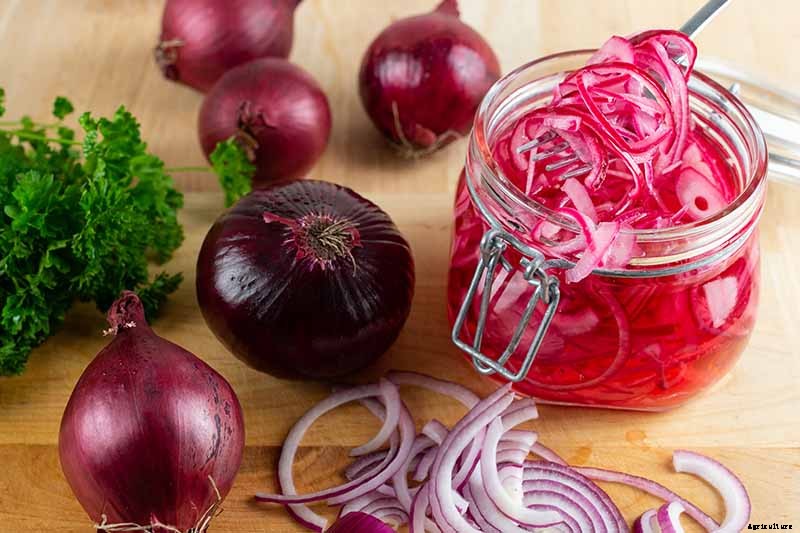How to Overwinter Onions Planted in the Fall