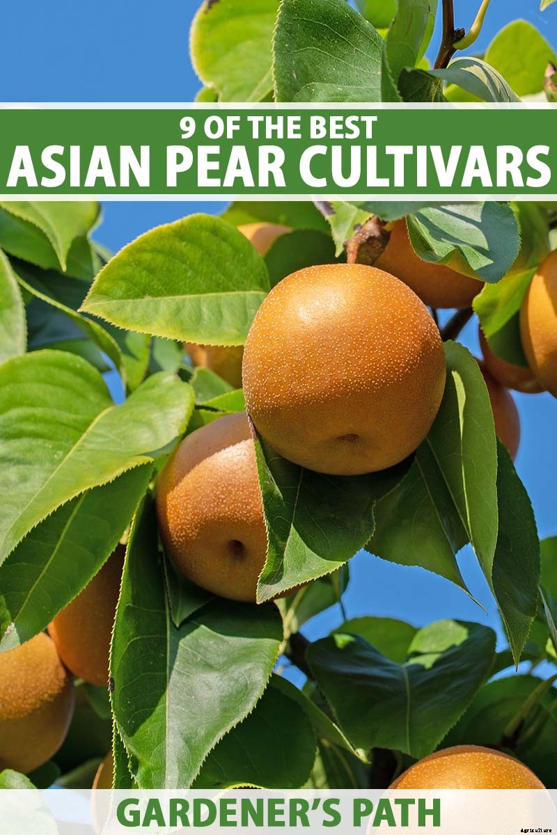 9 of the Best Asian Pear Varieties for the Home Garden