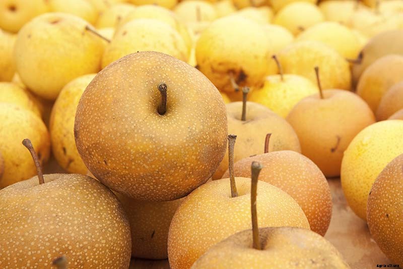 9 of the Best Asian Pear Varieties for the Home Garden