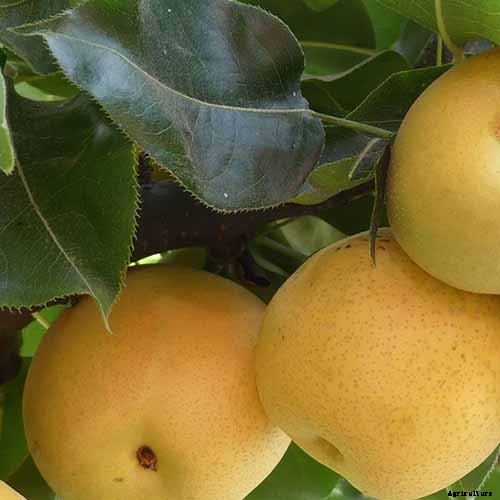 9 of the Best Asian Pear Varieties for the Home Garden