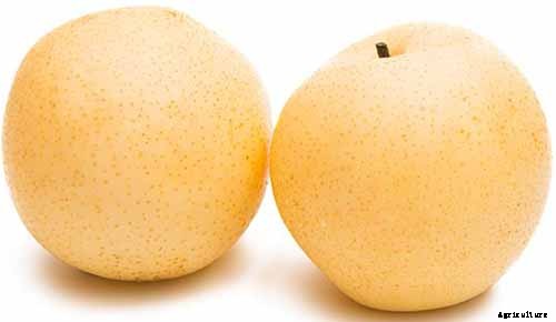 9 of the Best Asian Pear Varieties for the Home Garden