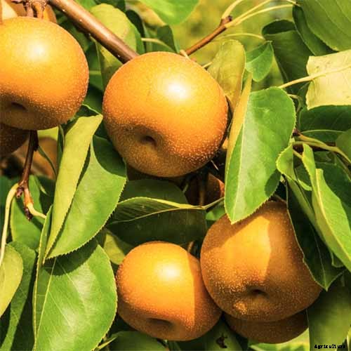 9 of the Best Asian Pear Varieties for the Home Garden