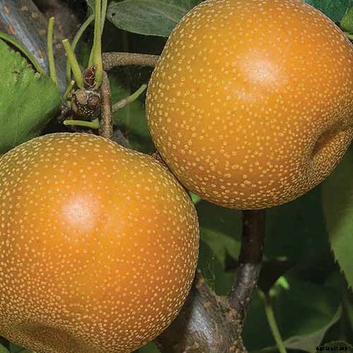 9 of the Best Asian Pear Varieties for the Home Garden