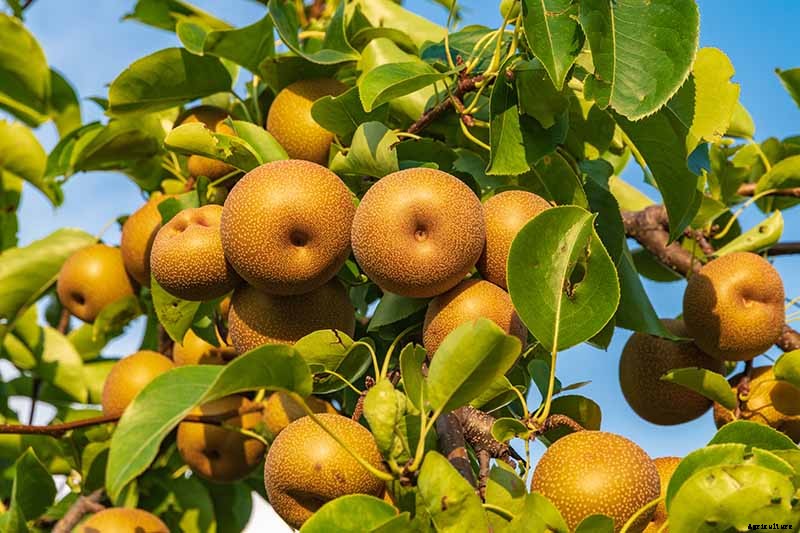 9 of the Best Asian Pear Varieties for the Home Garden