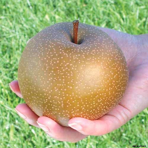 9 of the Best Asian Pear Varieties for the Home Garden