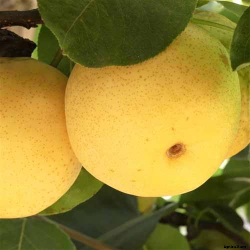 9 of the Best Asian Pear Varieties for the Home Garden