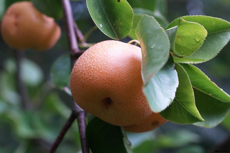 9 of the Best Asian Pear Varieties for the Home Garden