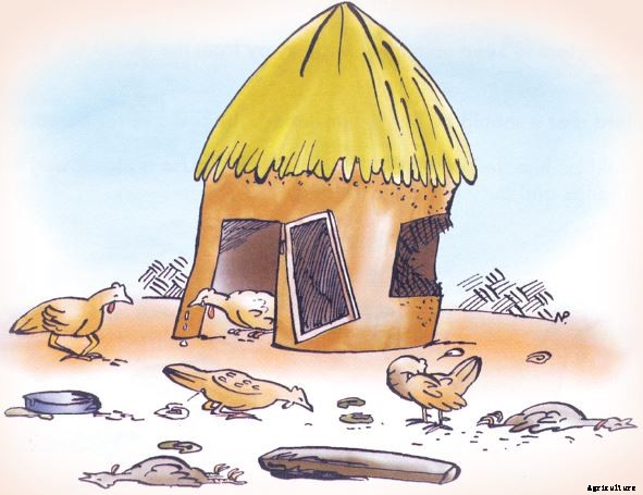 POULTRY HEALTH AND DISEASES