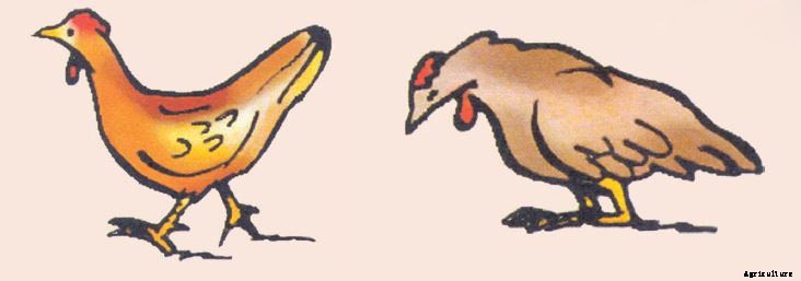 POULTRY HEALTH AND DISEASES