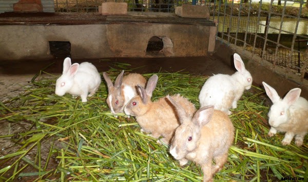 RABBIT FARMING A PROFITABLE BUSINESS
