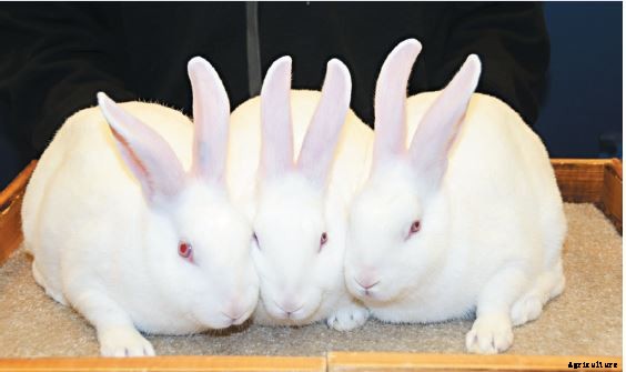 RABBIT FARMING A PROFITABLE BUSINESS