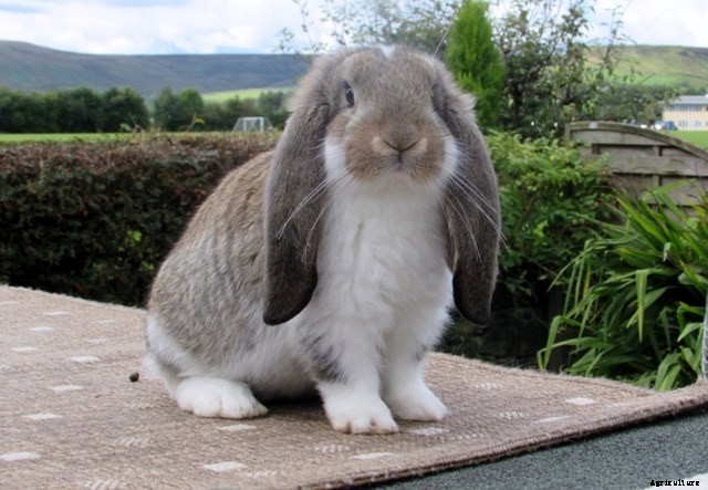 RABBIT FARMING A PROFITABLE BUSINESS
