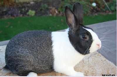 RABBIT FARMING A PROFITABLE BUSINESS