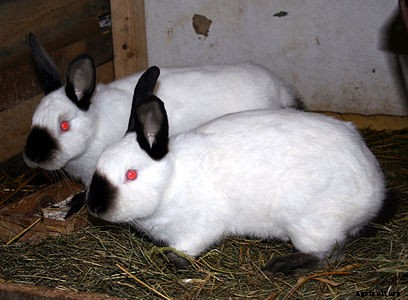 RABBIT FARMING A PROFITABLE BUSINESS