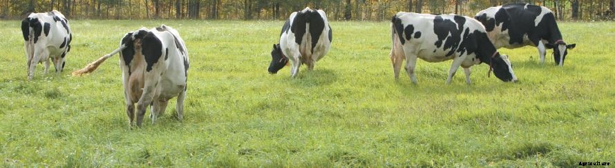 A BALANCED DIET FOR OPTIMUM MILK PRODUCTION