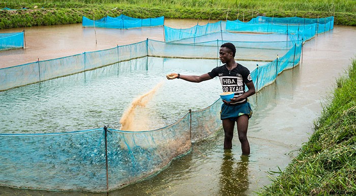 FISH FARMING BUSINESS PLAN