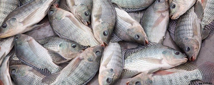 TILAPIA FISH FARMING INFORMATION GUIDE FOR BEGINNERS