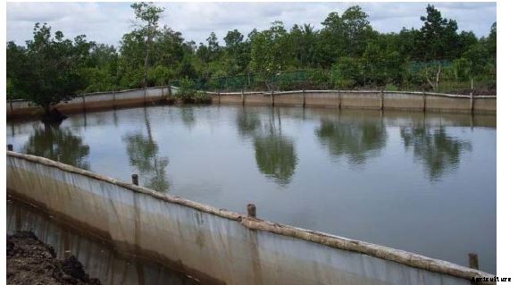 TILAPIA FISH FARMING INFORMATION GUIDE FOR BEGINNERS