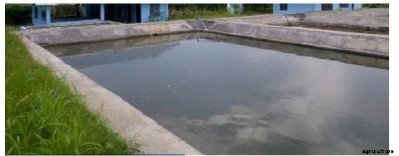 TILAPIA FISH FARMING INFORMATION GUIDE FOR BEGINNERS