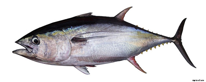TUNA FISH FARMING
