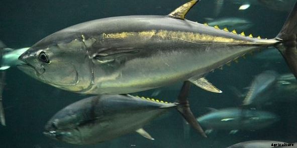 TUNA FISH FARMING
