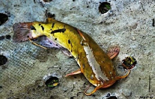 RAISING CATFISH IN TANKS AND PONDS