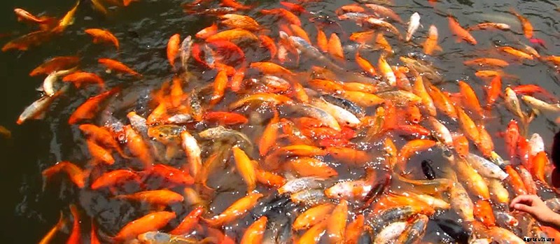 FISH FEED PREPARATION AT HOME, FISH FEEDING METHODS
