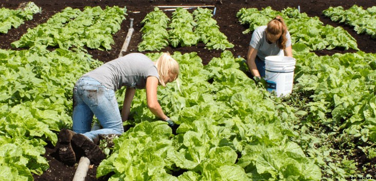 ORGANIC FARMING IDEAS, FACTS, AND INFORMATION
