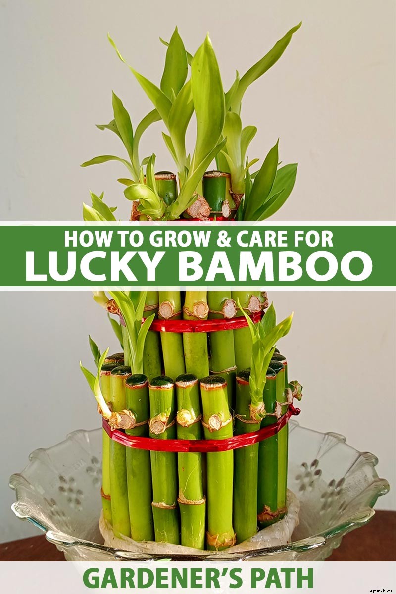 How to Grow and Care for Lucky Bamboo Houseplants