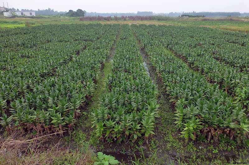 How to Grow and Care for Lucky Bamboo Houseplants