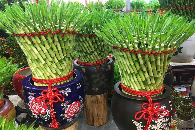 How to Grow and Care for Lucky Bamboo Houseplants