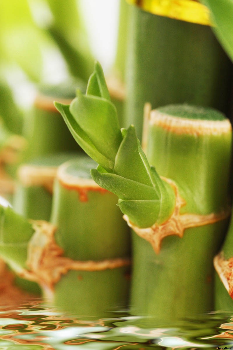 How to Grow and Care for Lucky Bamboo Houseplants