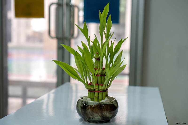 How to Grow and Care for Lucky Bamboo Houseplants