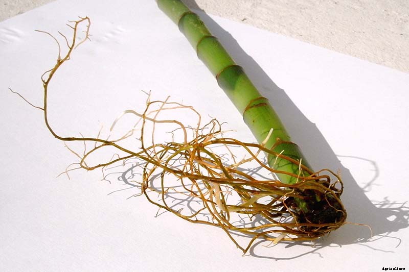 How to Grow and Care for Lucky Bamboo Houseplants
