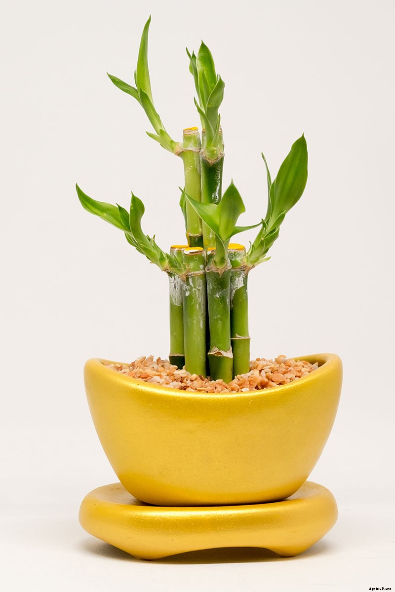 How to Grow and Care for Lucky Bamboo Houseplants