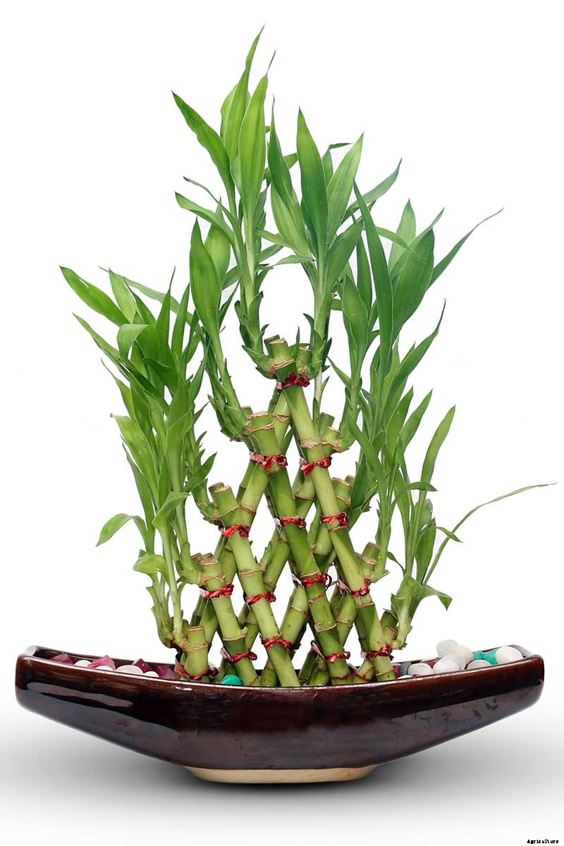 How to Grow and Care for Lucky Bamboo Houseplants