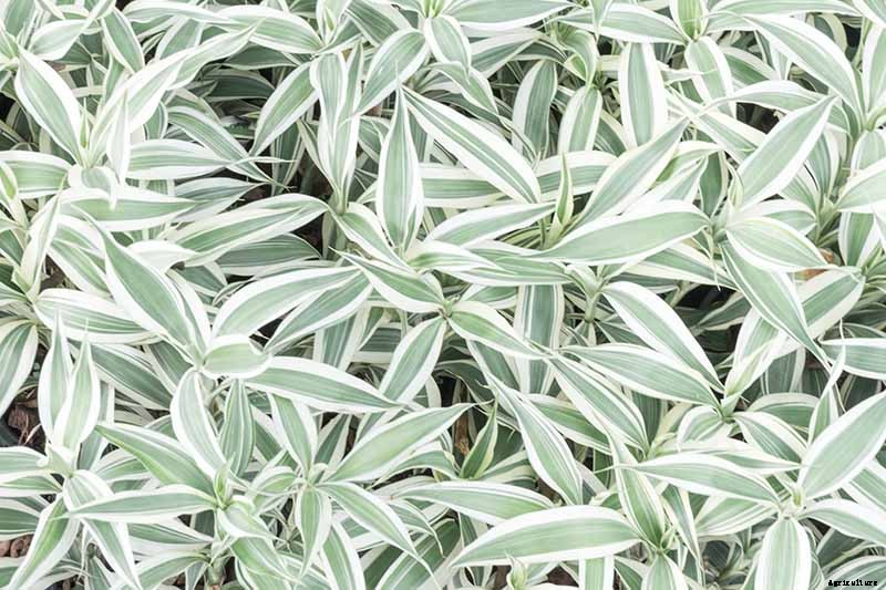 How to Grow and Care for Lucky Bamboo Houseplants