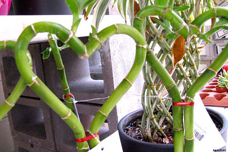 How to Grow and Care for Lucky Bamboo Houseplants