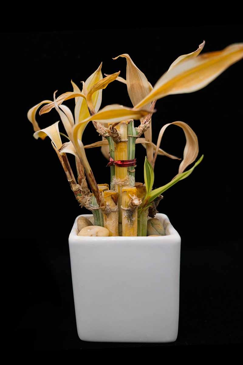 How to Grow and Care for Lucky Bamboo Houseplants