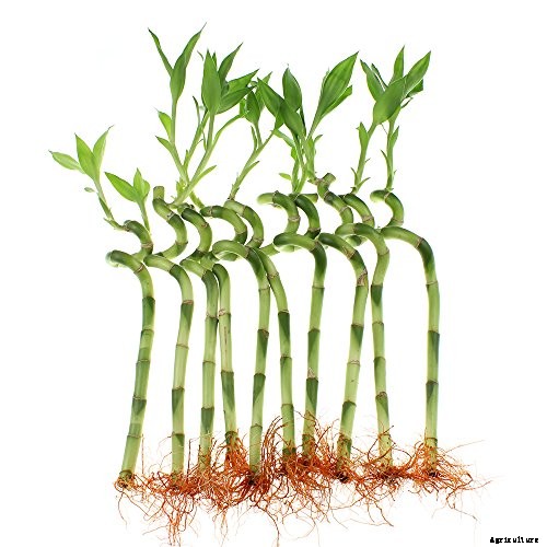 How to Grow and Care for Lucky Bamboo Houseplants