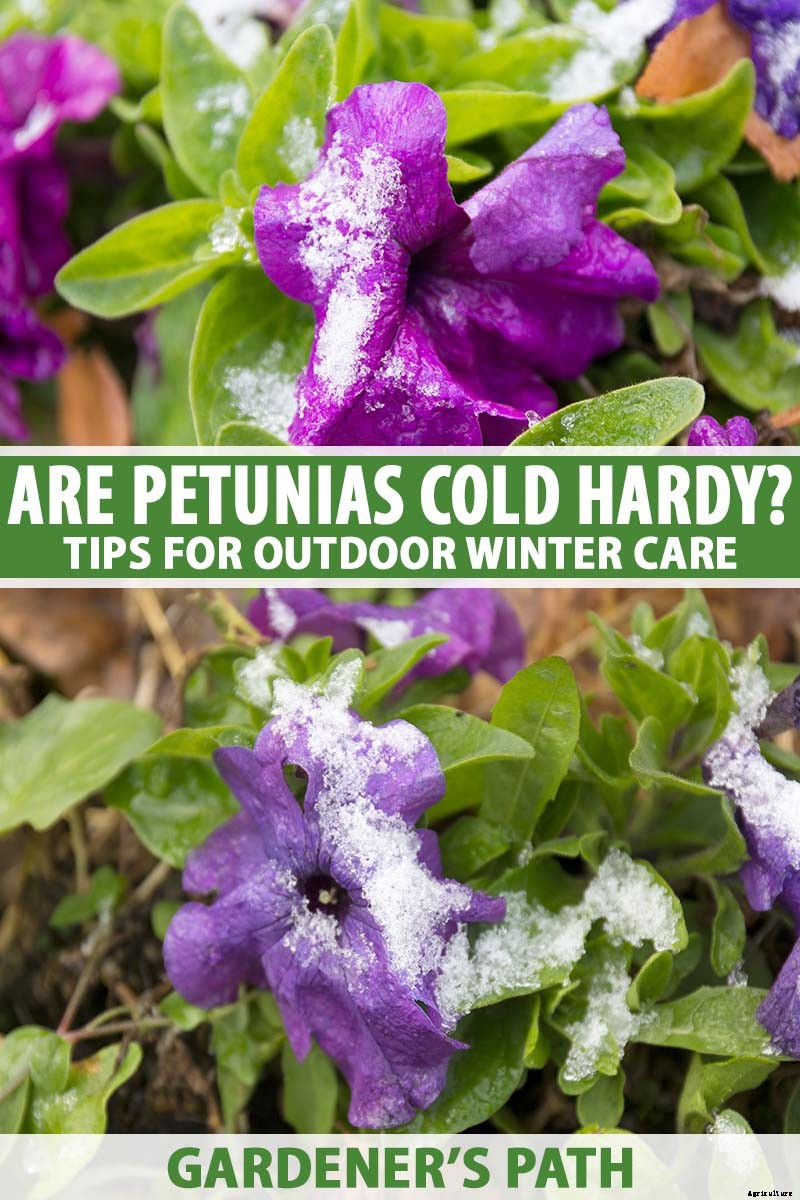Are Petunias Cold Hardy? Tips for Outdoor Winter Care