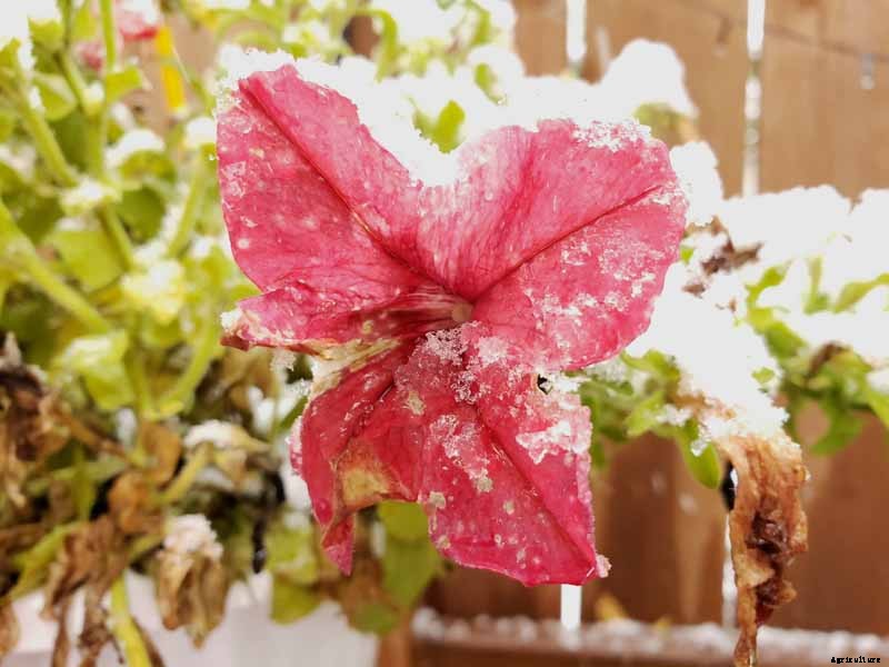 Are Petunias Cold Hardy? Tips for Outdoor Winter Care